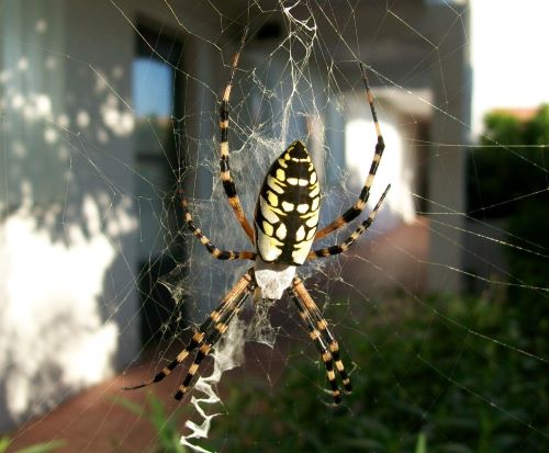 1Yellow Garden Spider.jpg
